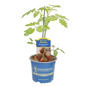 Kiepenkerl Tomate "Alido Choco" Topf-Ø ca. 12 cm Solanum lycopersicum