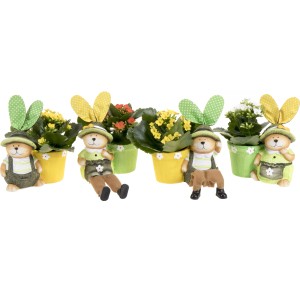 Ziergras oder Flammendes Käthchen im Keramik-Gefäß Topf-Ø ca. 6 cm