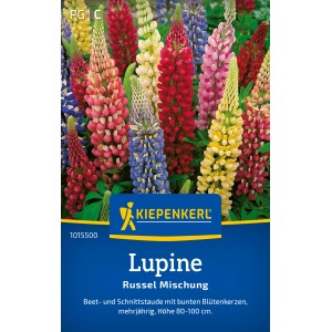 Kiepenkerl Lupine Russel Mischung: Bunte Lupinenblüten in verschiedenen Farben.