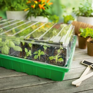 Zimmer-Gewächshaus mit 36 Anzuchttöpfen, grüne Schale, transparente Abdeckung, junge Pflanzen.