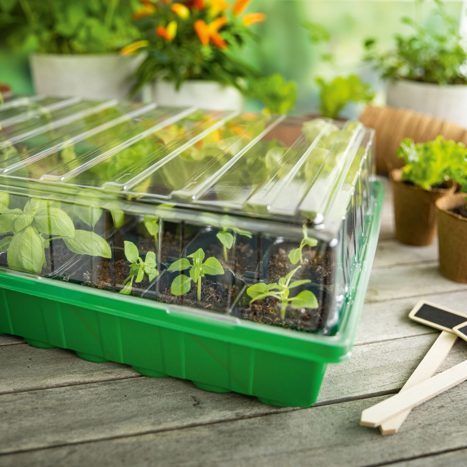 Zimmer-Gewächshaus inklusive 36 Anzuchttöpfen_3