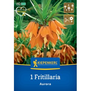 Kiepenkerl Kaiserkrone Aurora Blumenzwiebel mit oranger Blüte und grünen Blättern.