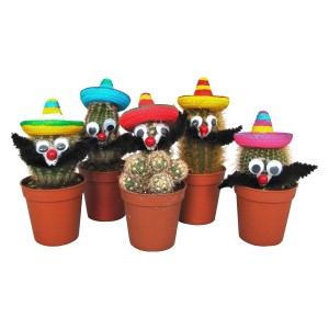 Mehrere Mini-Kakteen 'Mexican' im Topf mit Sombrero, Augen und Schnurrbart als Deko.