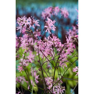 Rosa Kuckucksnelke (Lychnis flos-cuculi) im Topf, eine dekorative Teichpflanze für die Uferzone.