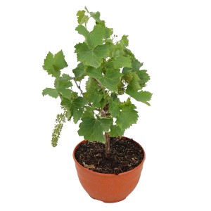 Weinrebe Stamm in Schale, ca. 50-70 cm hoch, mit grünen Blättern und kleinen Fruchtansätzen.