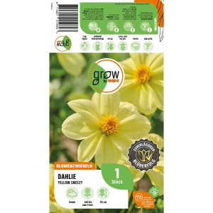 Verpackung GROW by OBI Dahlie Yellow Sneezy, gelbe Blüten, ca. 35cm hoch.