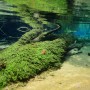 Dennerle Aquariumpflanze Heteranthera zosterifolia In-Vitro auf Wurzel im Aquarium.