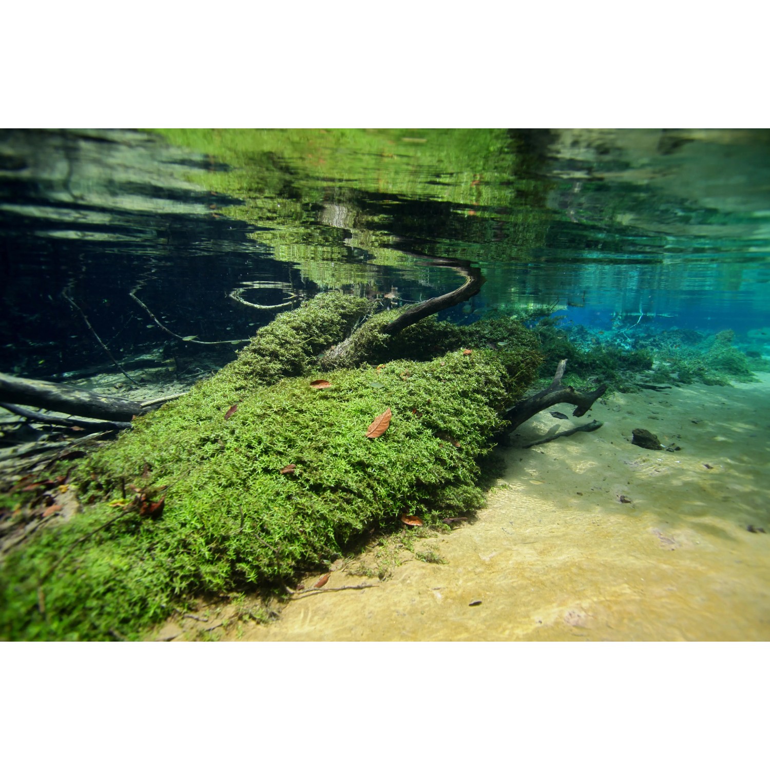 Dennerle Aquariumpflanze Heteranthera zosterifolia In-Vitro auf Wurzel im Aquarium.