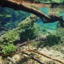 Unterwasseraufnahme der Dennerle Aquariumpflanze Heteranthera Zosterifolia im Aquarium.