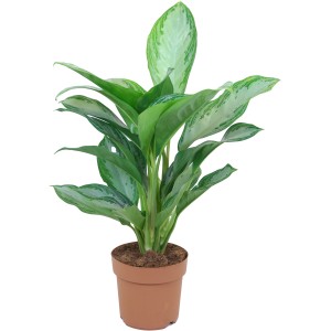 Kolbenfaden (Aglaonema) im Topf, ca. 50-60 cm hoch, grüne Blattschmuckpflanze.