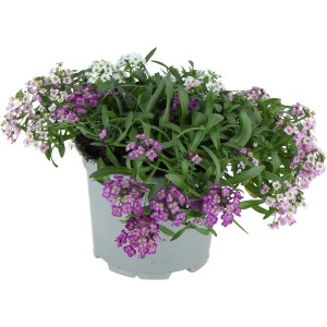 Steinkraut Tricolor im Topf: Sommerpflanze mit weißen, rosa und violetten Blüten.