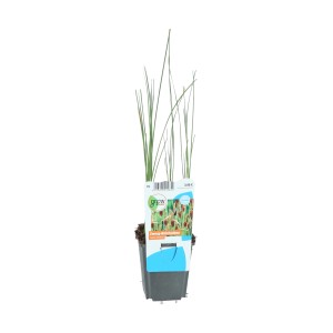 Zwergrohrkolben Braun Topf-Ø ca. 9 cm Typha minima