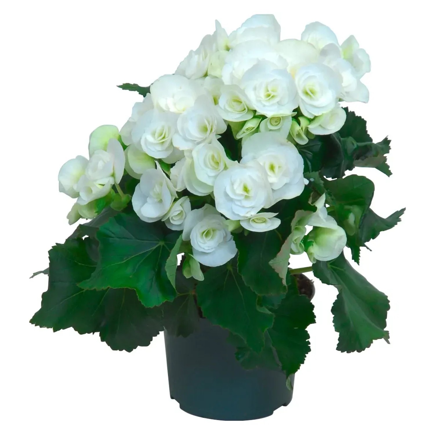 Begonie "Elatior" Wei Topf- ca. 13 cm Begonia kaufen bei OBI