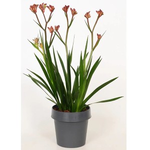 Kängurupfote (Anigozanthos) im Topf, ca. 35-45 cm hoch, mit roten Blüten. Blühpflanze für helle Standorte.