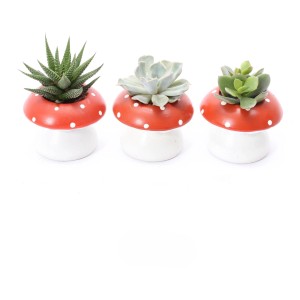 Sukkulenten-Arrangement in drei Fliegenpilz-Keramiktöpfen, verschiedene Sorten.