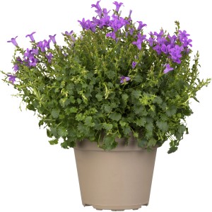 Dalmatiner Glockenblume (Campanula portenschlagiana) im Topf mit lila Blüten.