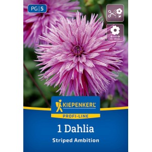 Kiepenkerl Blumenzwiebeln Splitt-Dahlie Striped Ambition
