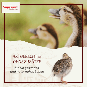 Zwei Küken und eine Wachtel. Supravit Braugerste Ergänzungsfutter für Hühner und Geflügel, artgerecht & ohne Zusätze.