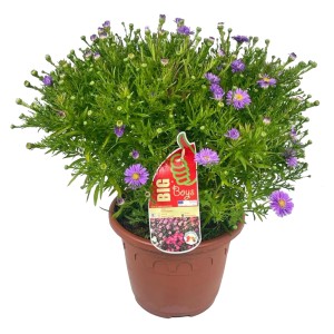 GROW by OBI Aster Lila im Topf, 60cm, Aster Dumosus, winterharte Gartenstaude mit lila Blüten.