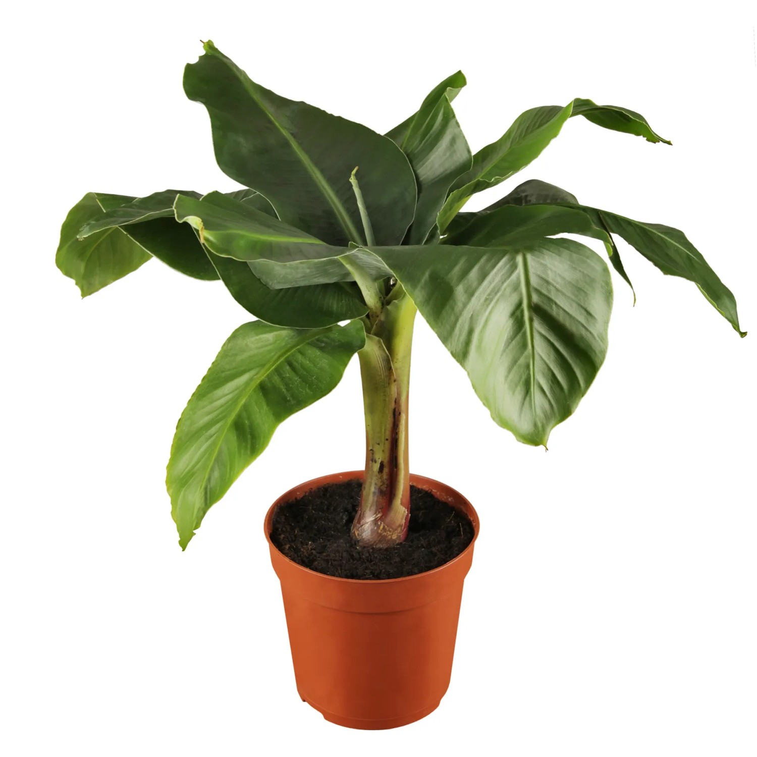 Musa Tropicana Topf- ca. 17 cm kaufen bei OBI