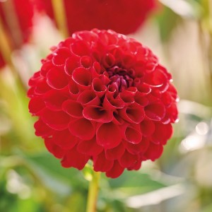 Nahaufnahme einer leuchtend roten Dahlie Nescio von GROW by OBI, Pompon-Form.