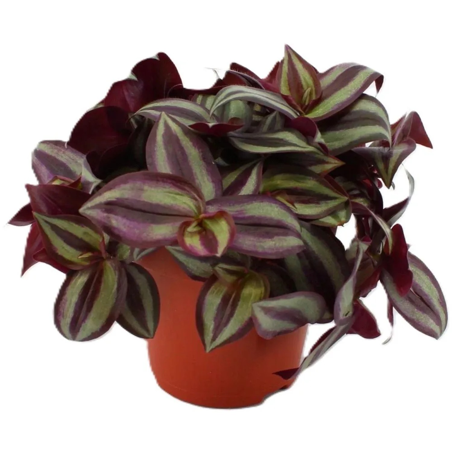 GROW by OBI Dreimasterblume "Violett" Topf- ca. 12 cm kaufen bei OBI