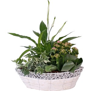 Bepflanzte Schale mit Einblatt, Flammendem Käthchen und Efeu im weißen Korb (Ø 34cm).