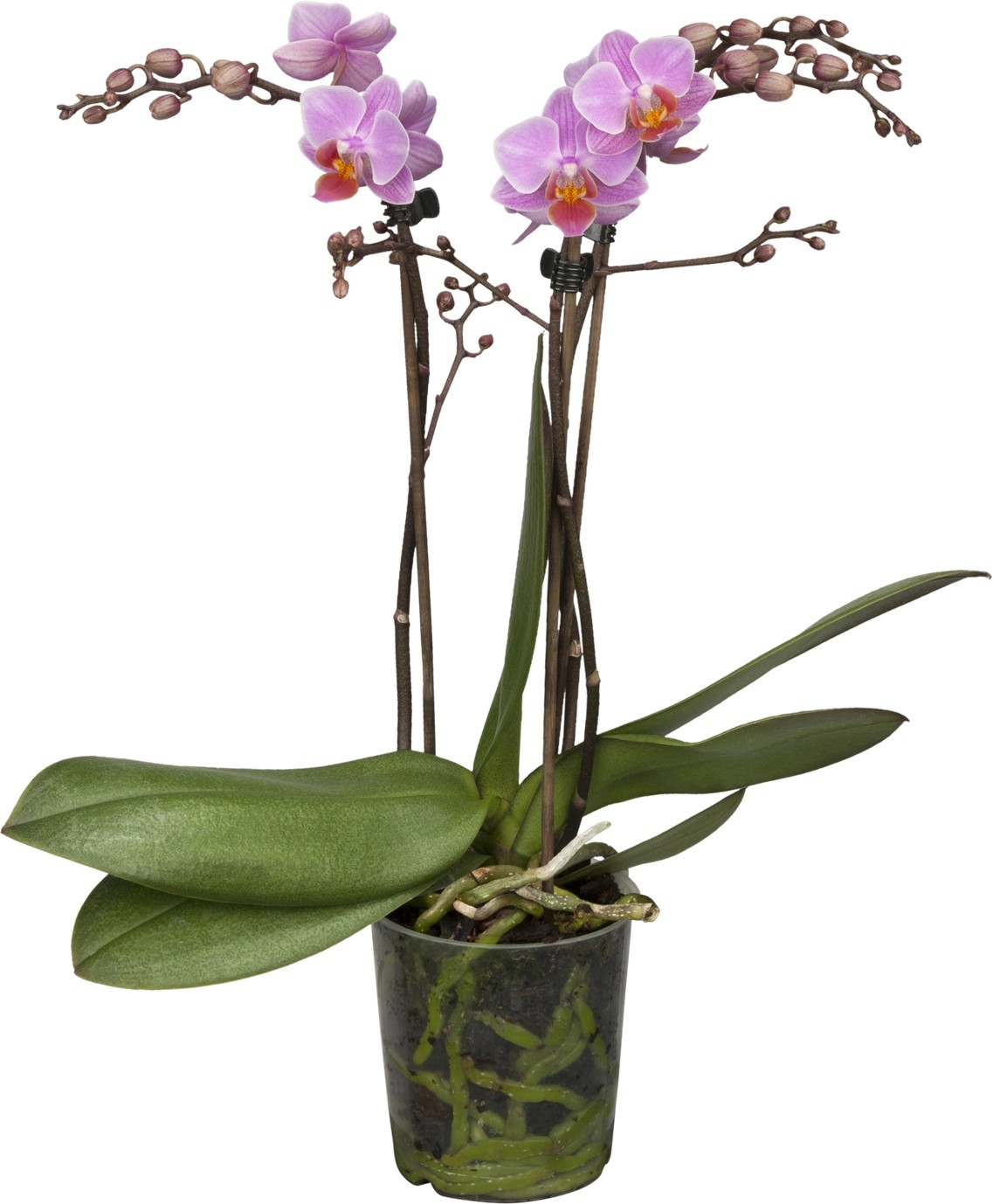 Künstliche Schmetterlings-Orchidee Bonsai - 22cm Realistische Kunstblume Im Topf