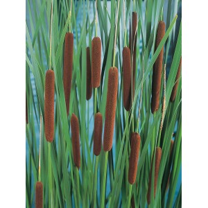 Rohrkolben (Typha angustifolia) mit braunen Kolben und grünen Blättern im Topf.