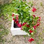 Quadratischer, weißer KHW Pflanzkasten mit roter Mandevilla-Blume, ideal für Kübelpflanzen.
