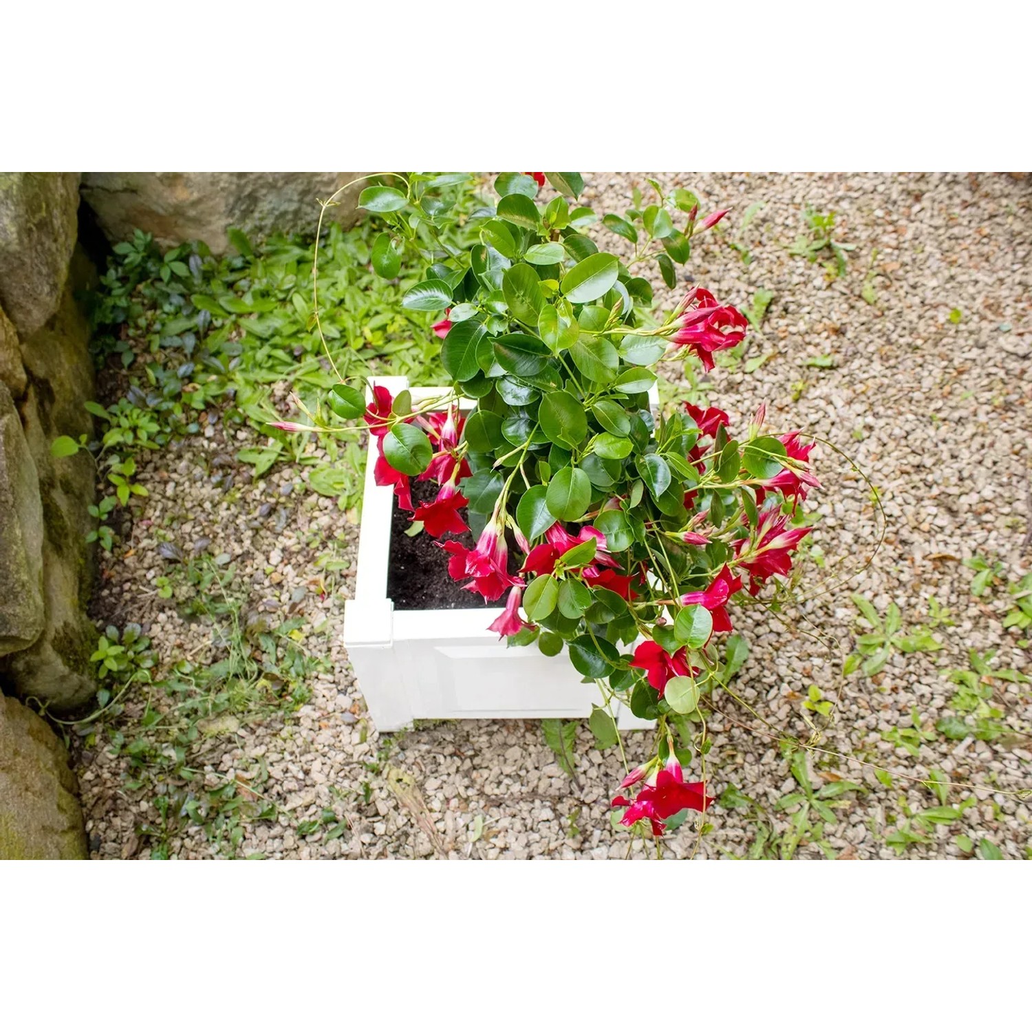 Quadratischer, weißer KHW Pflanzkasten mit roter Mandevilla-Blume, ideal für Kübelpflanzen.