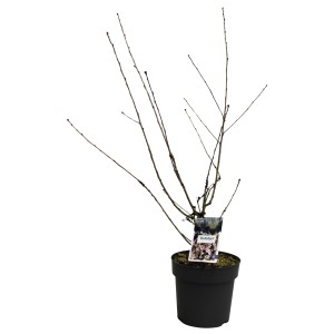 GROW by OBI Geschlitzte Kirsche "Oshidori" Höhe ca. 40 cm Prunus incisa