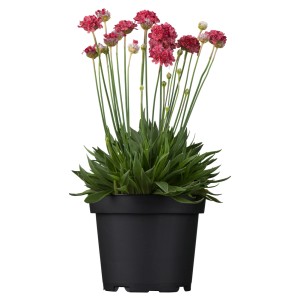 GROW by OBI Strand-Grasnelke Rot im Topf, ca. 9 cm. Blühende Armeria maritima für Steingärten.