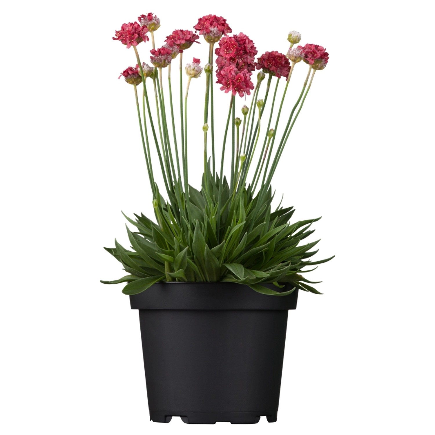 GROW by OBI Strand-Grasnelke Rot im Topf, ca. 9 cm. Blühende Armeria maritima für Steingärten.