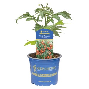 Kiepenkerl Tomate copersicum Vigi Red Topf-Ø ca. 12 cm