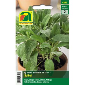 Austrosaat Salbei Saatgut: Küchenkraut und Teepflanze Salvia officinalis im Topf.