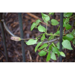 Eleo Obelisk Messina klein, unbeschichtet, mit Kletterpflanze im Garten.