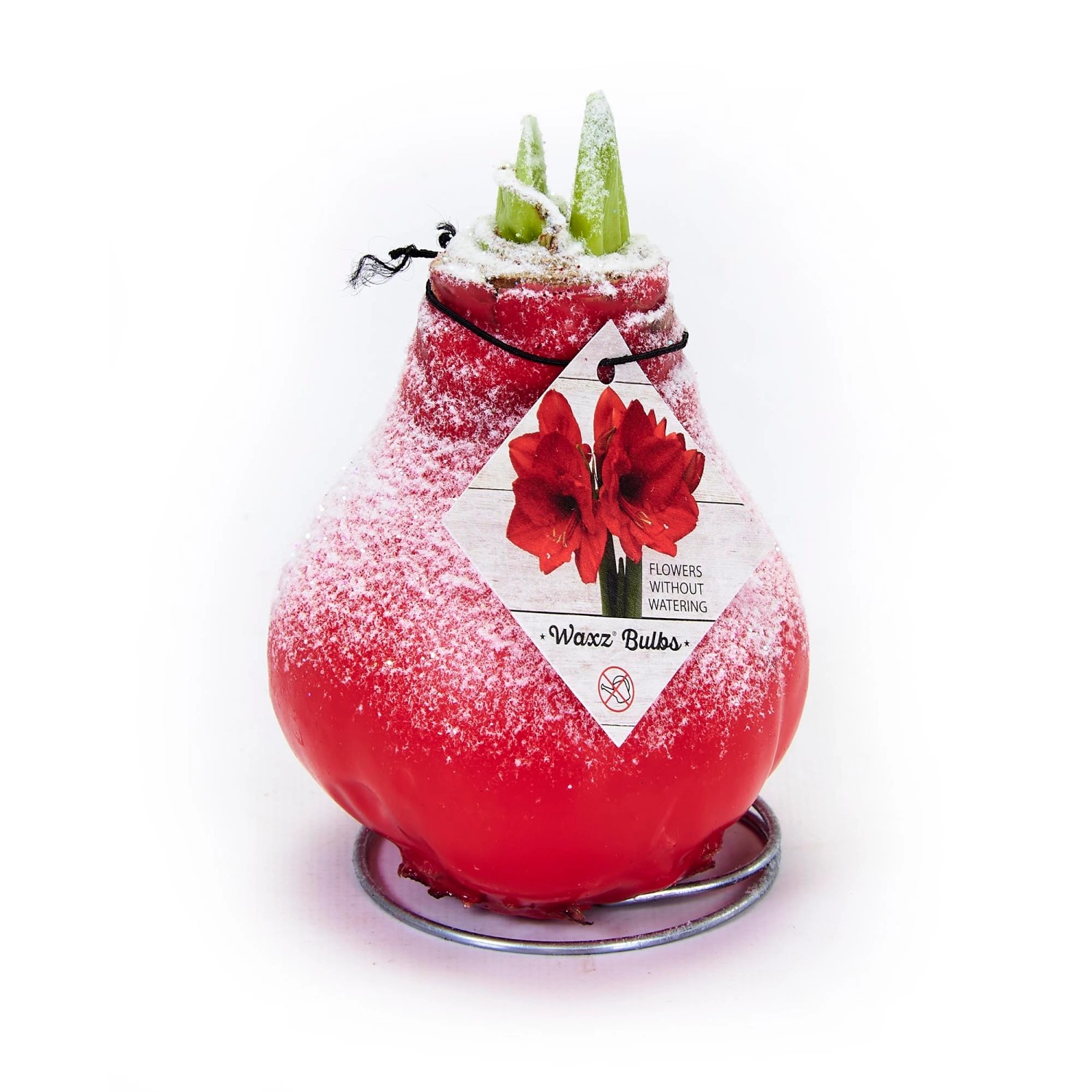 Blumenzwiebel WachsAmaryllis Snow Line Rot kaufen bei OBI