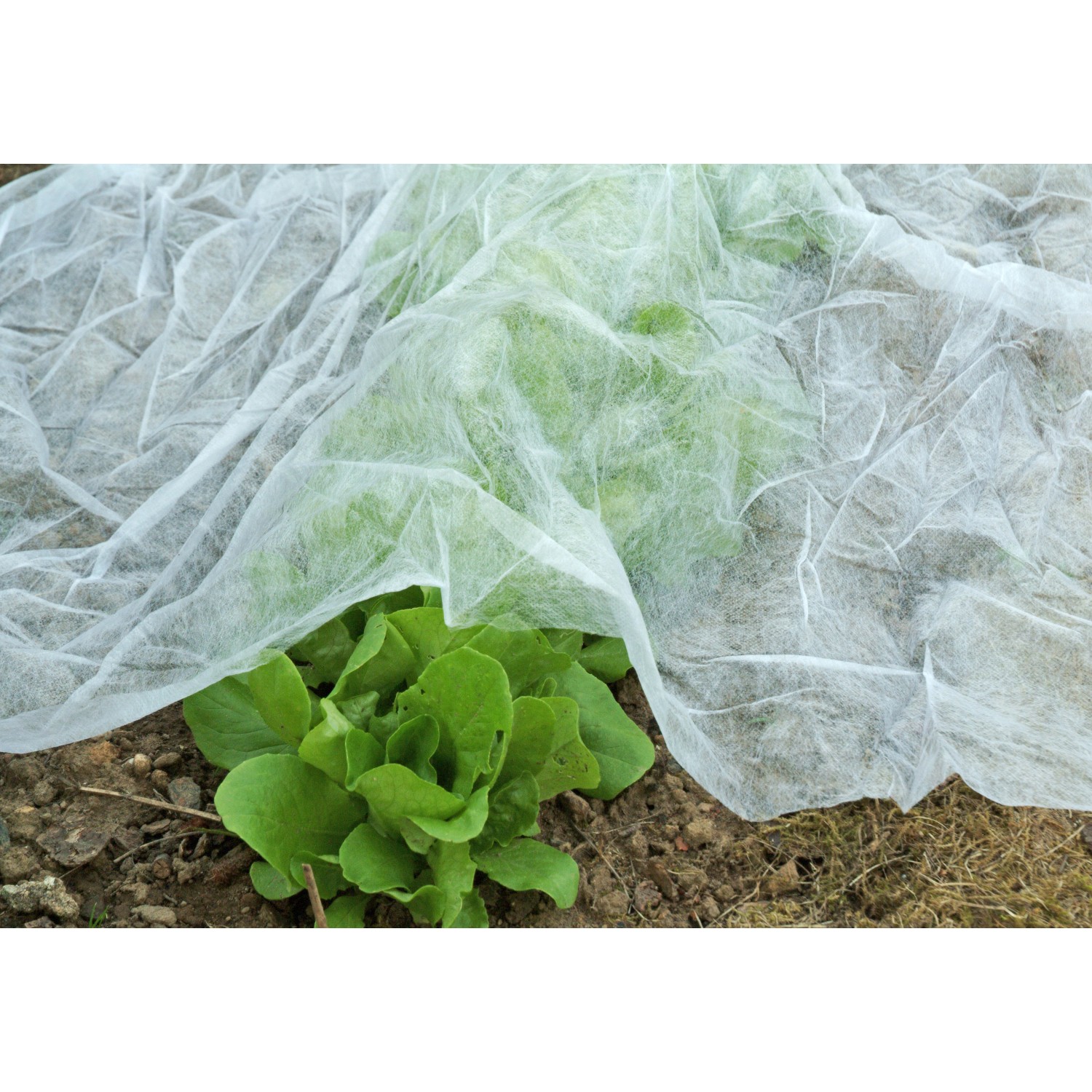 Floraworld Garten/Wintervlies 5 m x 1,5 m kaufen bei OBI