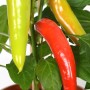Dreifarbige Peperoni-Pflanze im Topf: Grüne, gelbe und rote Chili-Schoten der Sorte GROW by OBI Pick - & - Joy.