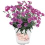 Garten-Nelke Purple Wedding im Topf, violette Blüten, ca. 15-20 cm hoch.