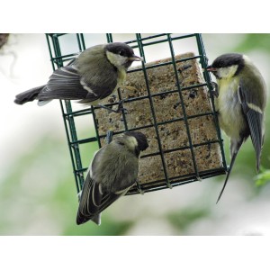 Drei Meisen fressen am Dobar Energieblock Erdnuss Wildvogelfutter im grünen Futterkäfig.