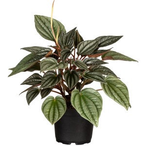 Peperomia Sortenmix im Topf (ca. 13 cm Ø), grüne Zimmerpflanze mit gemusterten Blättern.