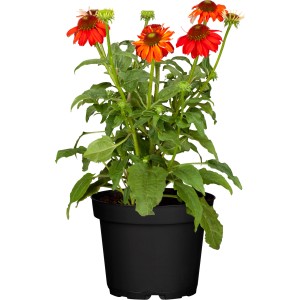 Sonnenhut Echinacea purpurea im Topf (ca. 12 cm Ø) mit leuchtend roten Blüten.