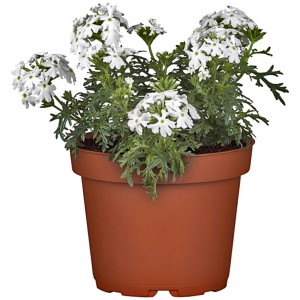 GROW by OBI Eisenkraut im Topf, weiße Blüten, ca. 13 cm Topf-Ø, Verbena.