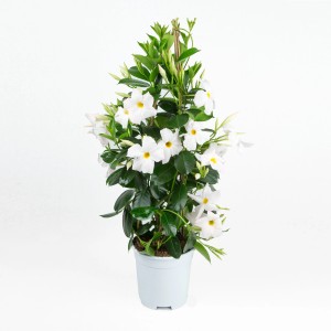 Dipladenie Sundevillea Pyramide im Topf, ca. 60-80 cm hoch, mit weißen Blüten.