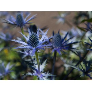 Blühende Flachblatt-Mannstreu (Eryngium) im Topf, blaue Blütenstände und spitze Blätter.