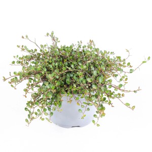 Drahtwein (Muehlenbeckia complexa) im Topf, kleine grüne Blätter, vielseitige Balkon- und Terrassenpflanze.
