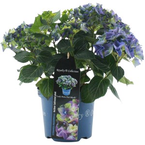 Bauernhortensie "Lady Mata Hari" Blau Höhe ca. 20 - 30 cm Topf ca. 3,5 l