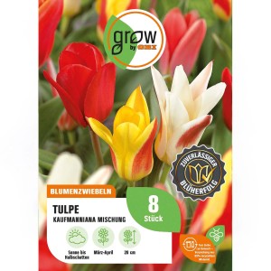 Packung bunte Tulpen 'Peacock' Mischung von GROW by OBI, 8 Stück. Verschiedene Farben.